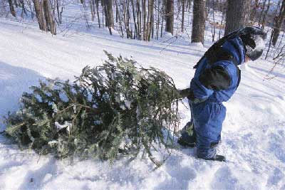 cutting christmas tree