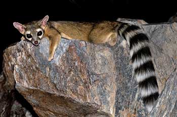 RINGTAIL