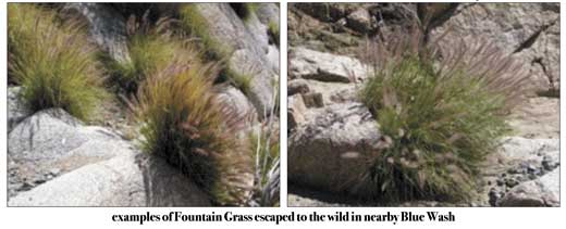 FOUNTAIN GRASS