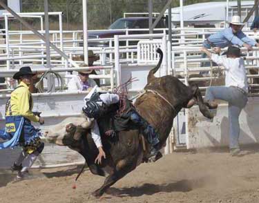fiesta days rodeo bull rider