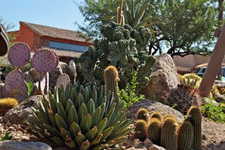 carefree cactus garden