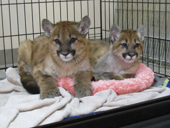 lion cubs