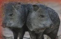 javelina