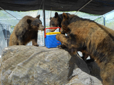 bears with cooler