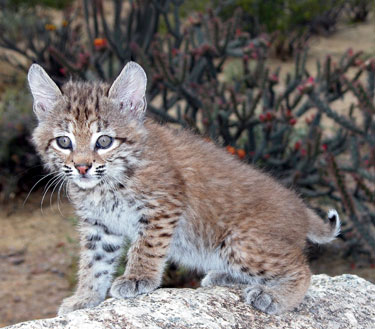 baby bobcat