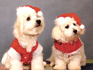 dogs with santa hats