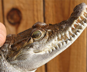 mindoro crocodile