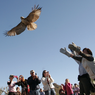 hawk release