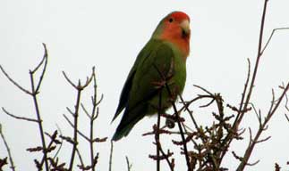 peach faced lovebird