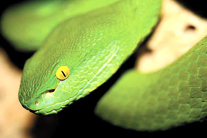 green snake