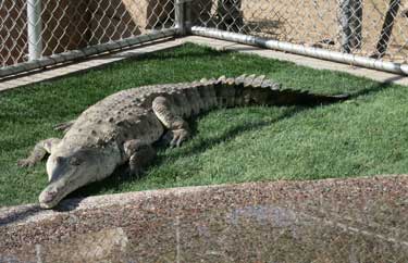 orinoco crocodile