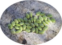 palo verde beans