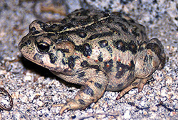 bufo toads