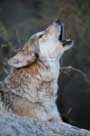 wolf howling