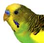 parakeet