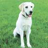 white lab dog