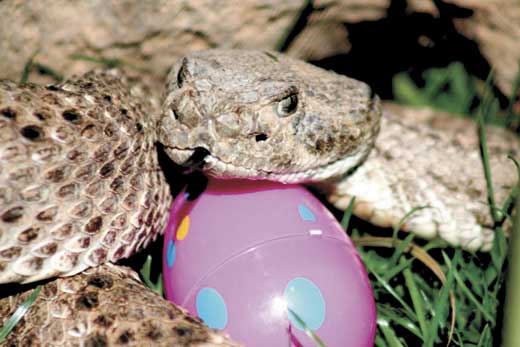 rattlesnake with easter egg
