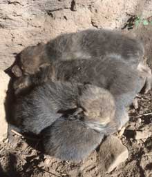 cross fostering wolves