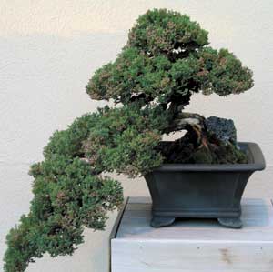 bonsai juniper