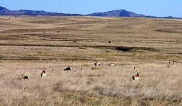 pronghorn antelope