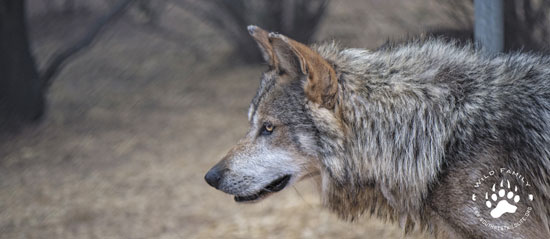 Himuti the mexican wolf M943
