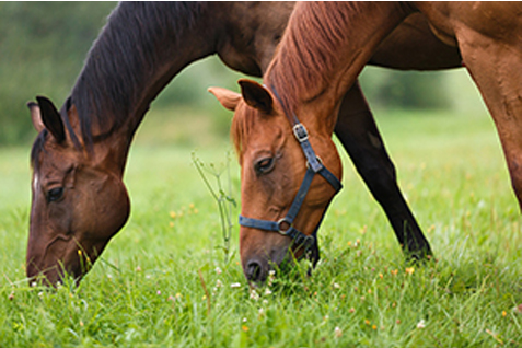 Keeping Horses Safe From Toxic Plants Sonoran News