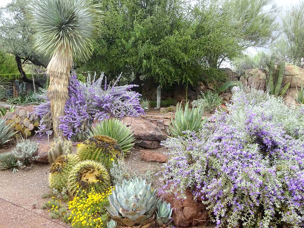 Landscaping Tips Do It Yourself Desert Gardener Sonoran News