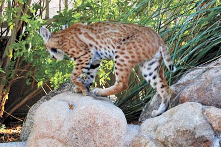 Bill Marquette Bobcat 1