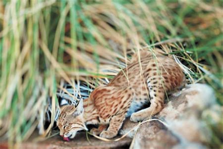 Bill Marquette Bobcat 2