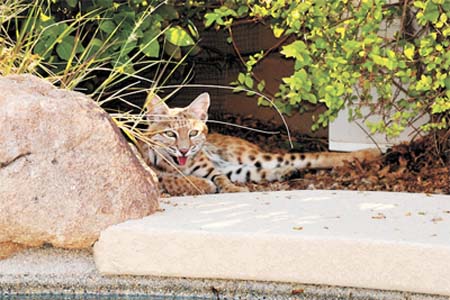 Bill Marquette Bobcat 5