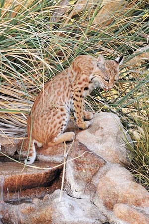 Bill Marquette Bobcat 6