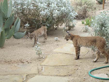 Bobcat Family