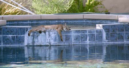 Bobcat Love Pools by#6B9AB5