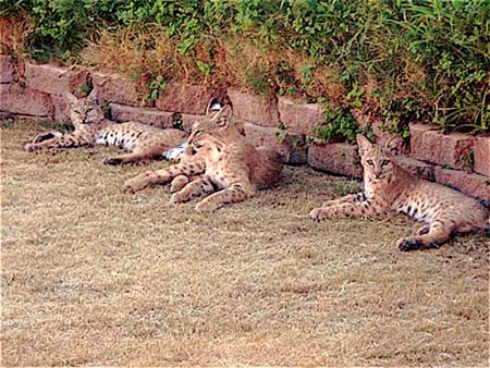 Bobcat beauties by B#6B9FEE