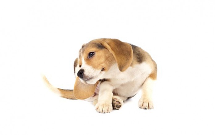 beagle dog scratching