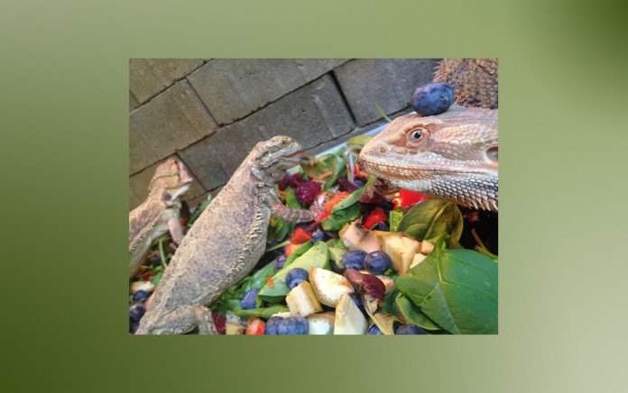 lizards eating fruit, phoenix herpetological society