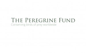 the peregrine fund