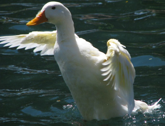 anthem duck