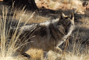 new mexico wolf